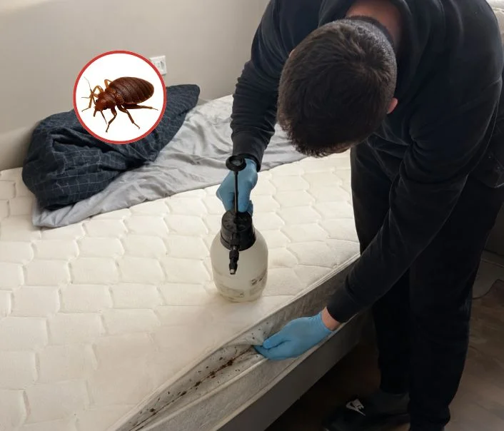 Technicien traitant un matelas contre les punaises de lit à Crosne
